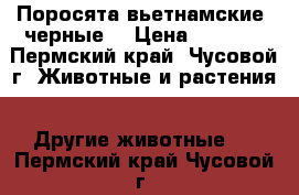 Поросята вьетнамские (черные) › Цена ­ 2 000 - Пермский край, Чусовой г. Животные и растения » Другие животные   . Пермский край,Чусовой г.